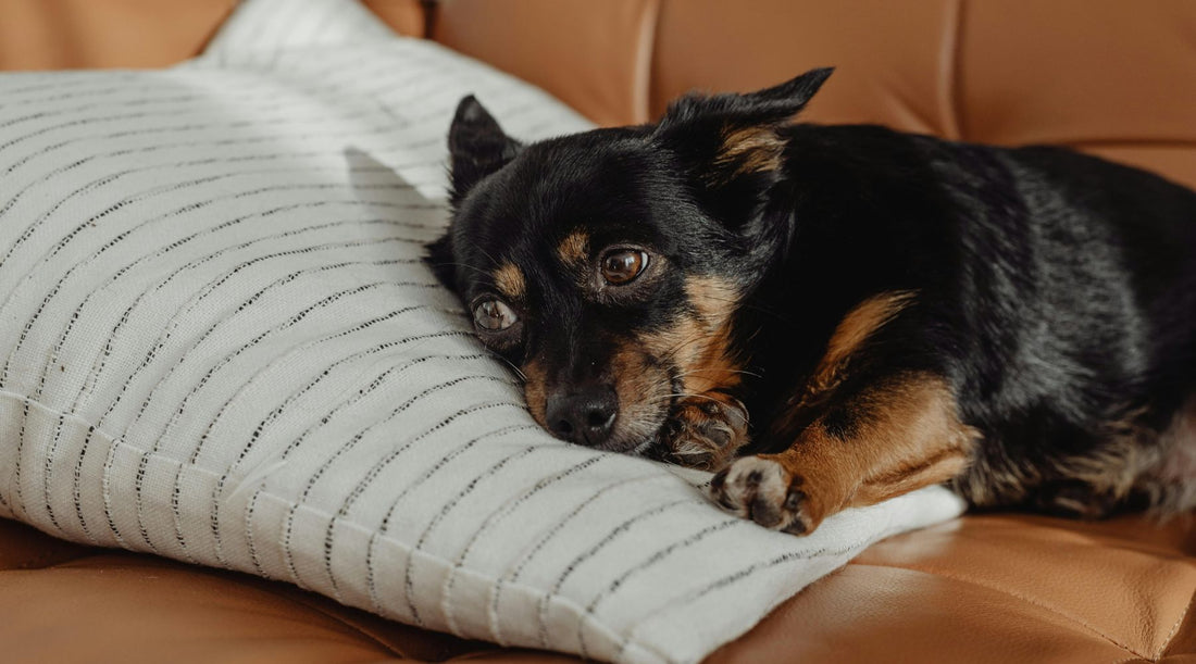 Can CBD Dog Treats Help Ease Your Pup's Anxiety?